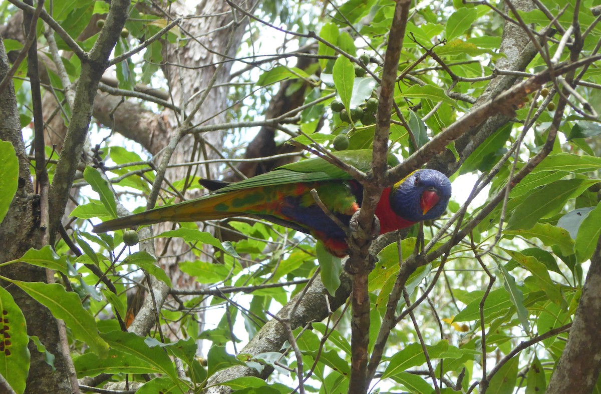 Rainbow Lorikeet - Karin Rudolf von Rohr