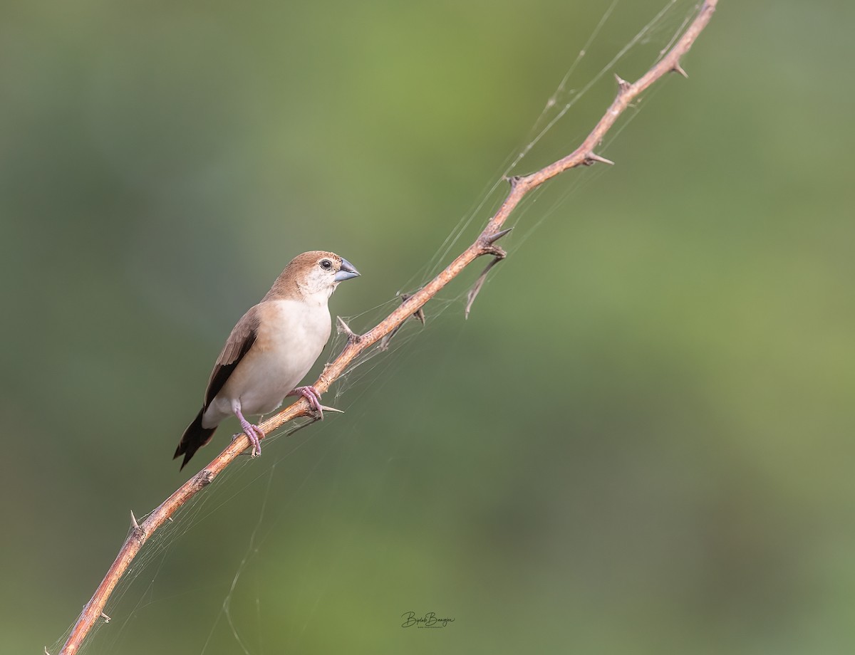 Indian Silverbill - BIPLAB BANERJEE