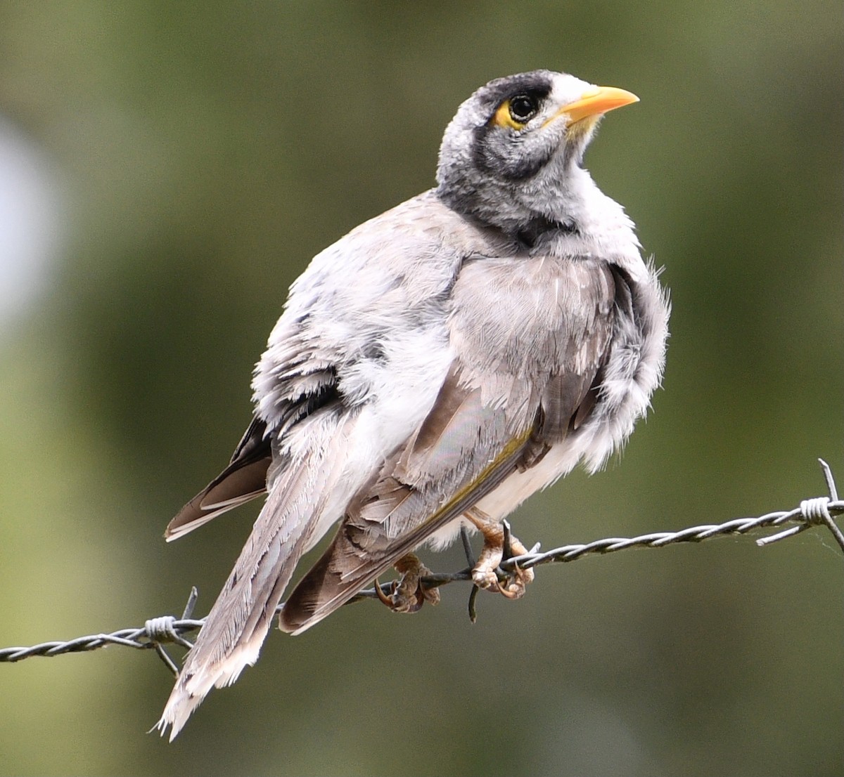 Noisy Miner - ML623903168