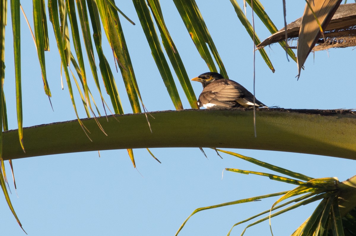 Common Myna - ML623903169