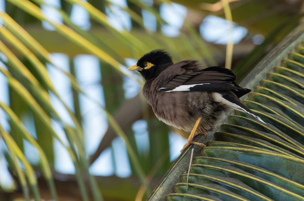 Common Myna - ML623903170