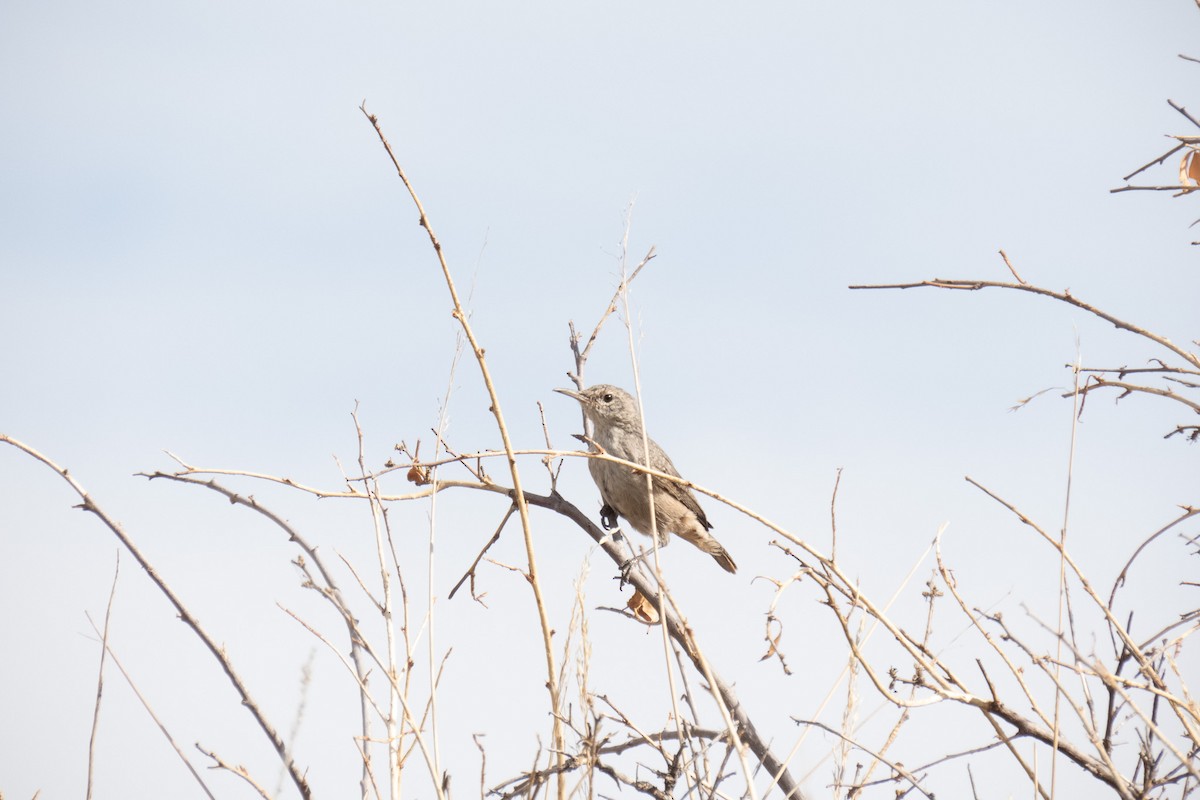 Rock Wren - ML623903189