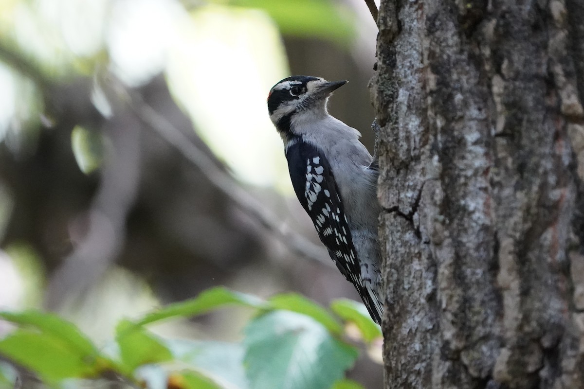 Downy Woodpecker - ML623903206