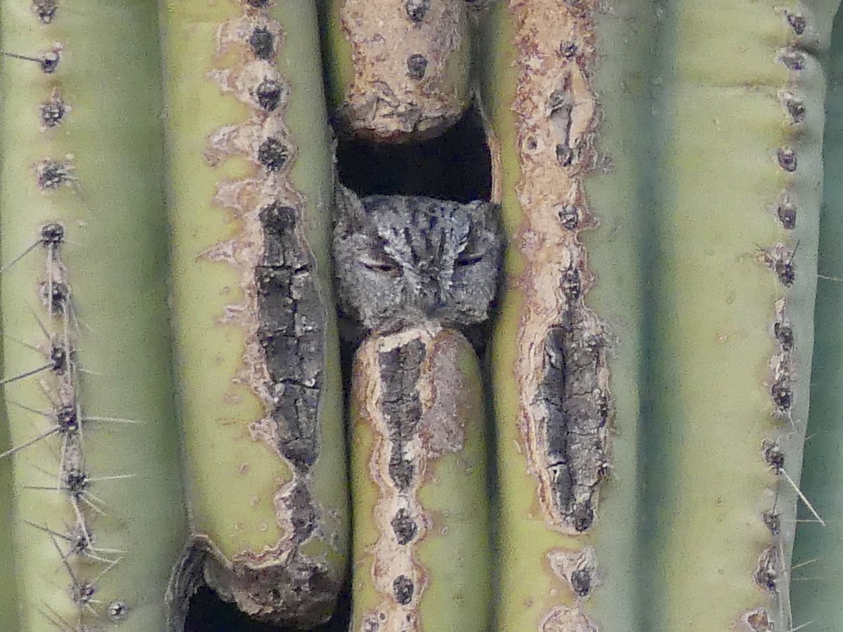 Western Screech-Owl - ML623903249