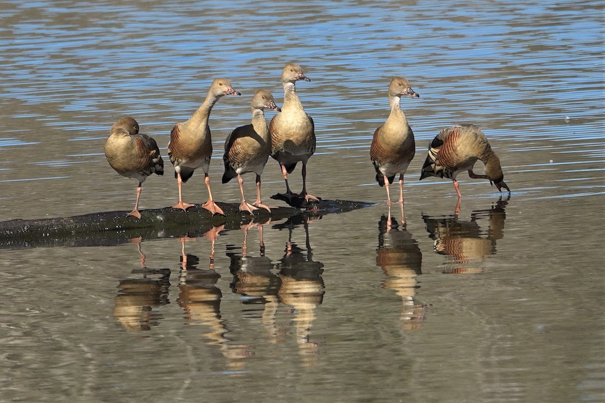 Plumed Whistling-Duck - ML623903332