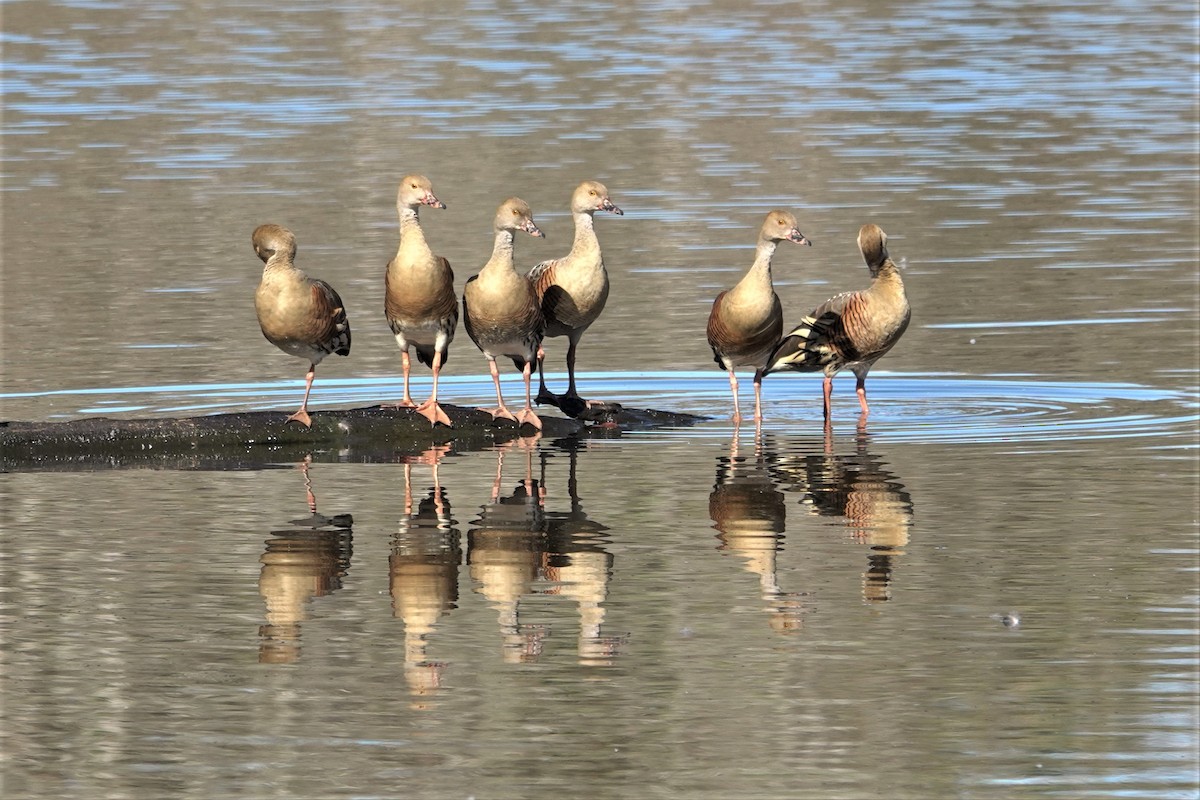 Plumed Whistling-Duck - ML623903333