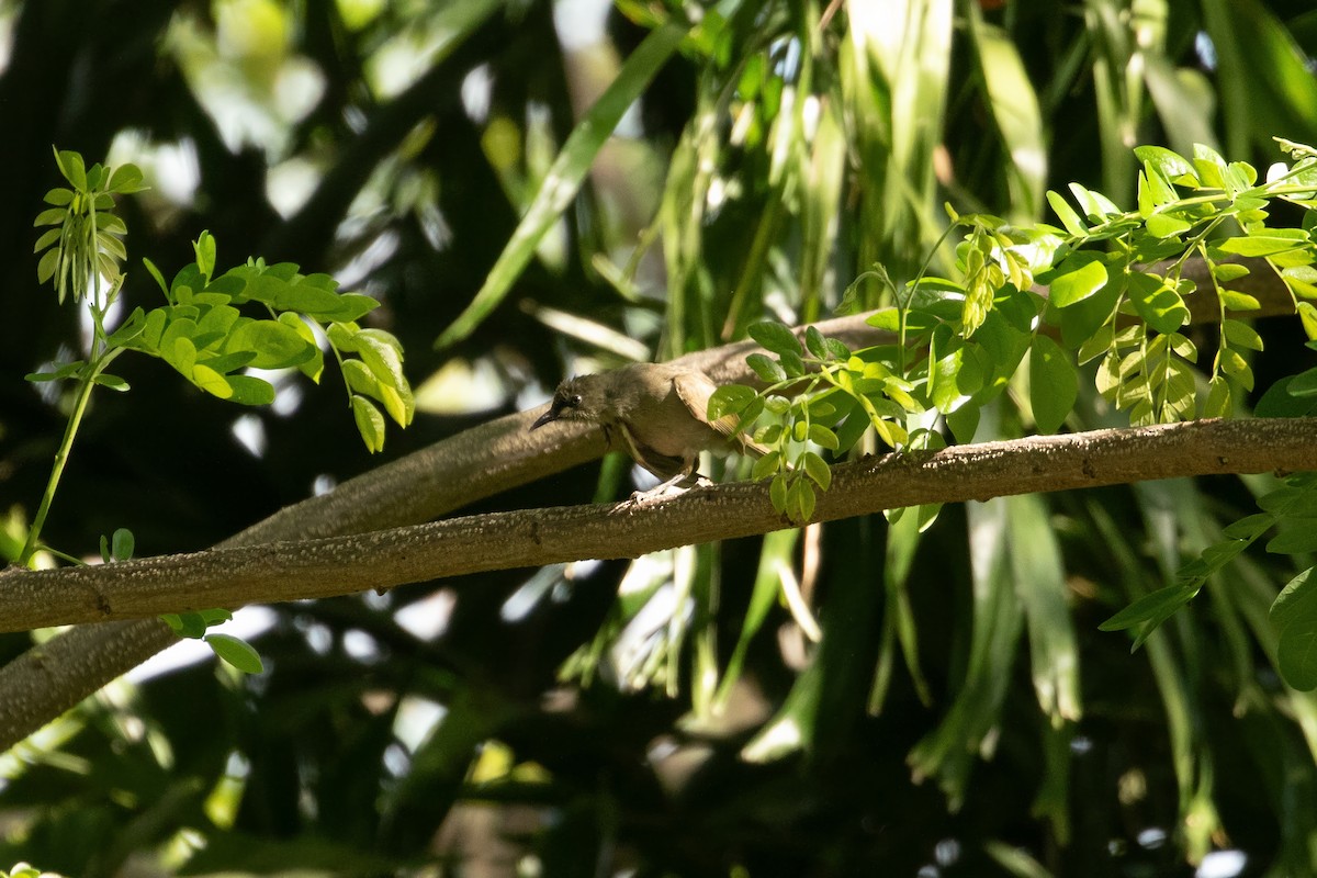 White-gaped Honeyeater - ML623903338