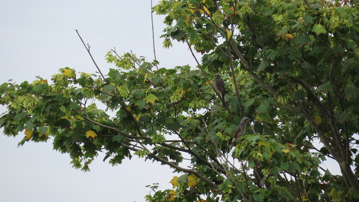 Bulbul à oreillons bruns - ML623903340