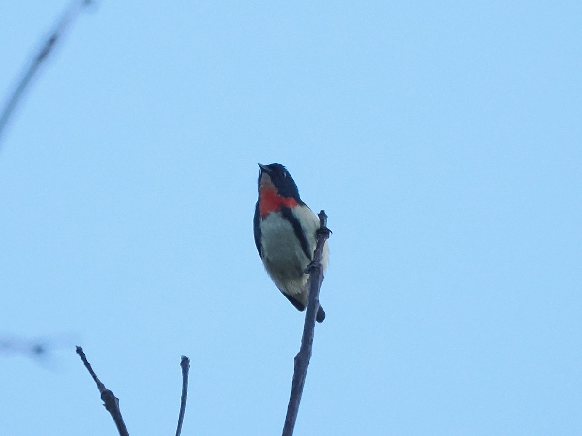 Fire-breasted Flowerpecker (Taiwan) - ML623903363