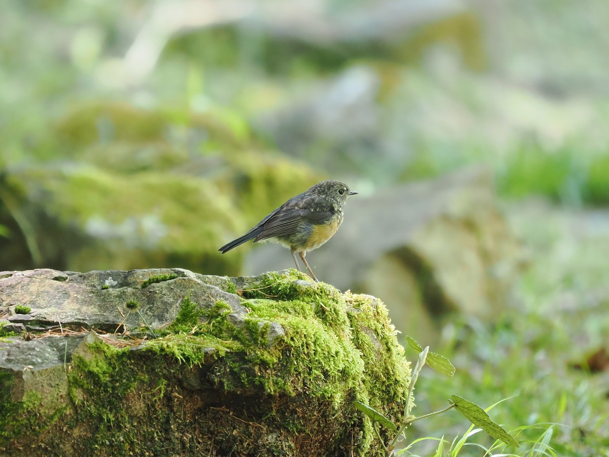 Collared Bush-Robin - Kuan Chieh/貫捷 (Chuck) Hung/洪