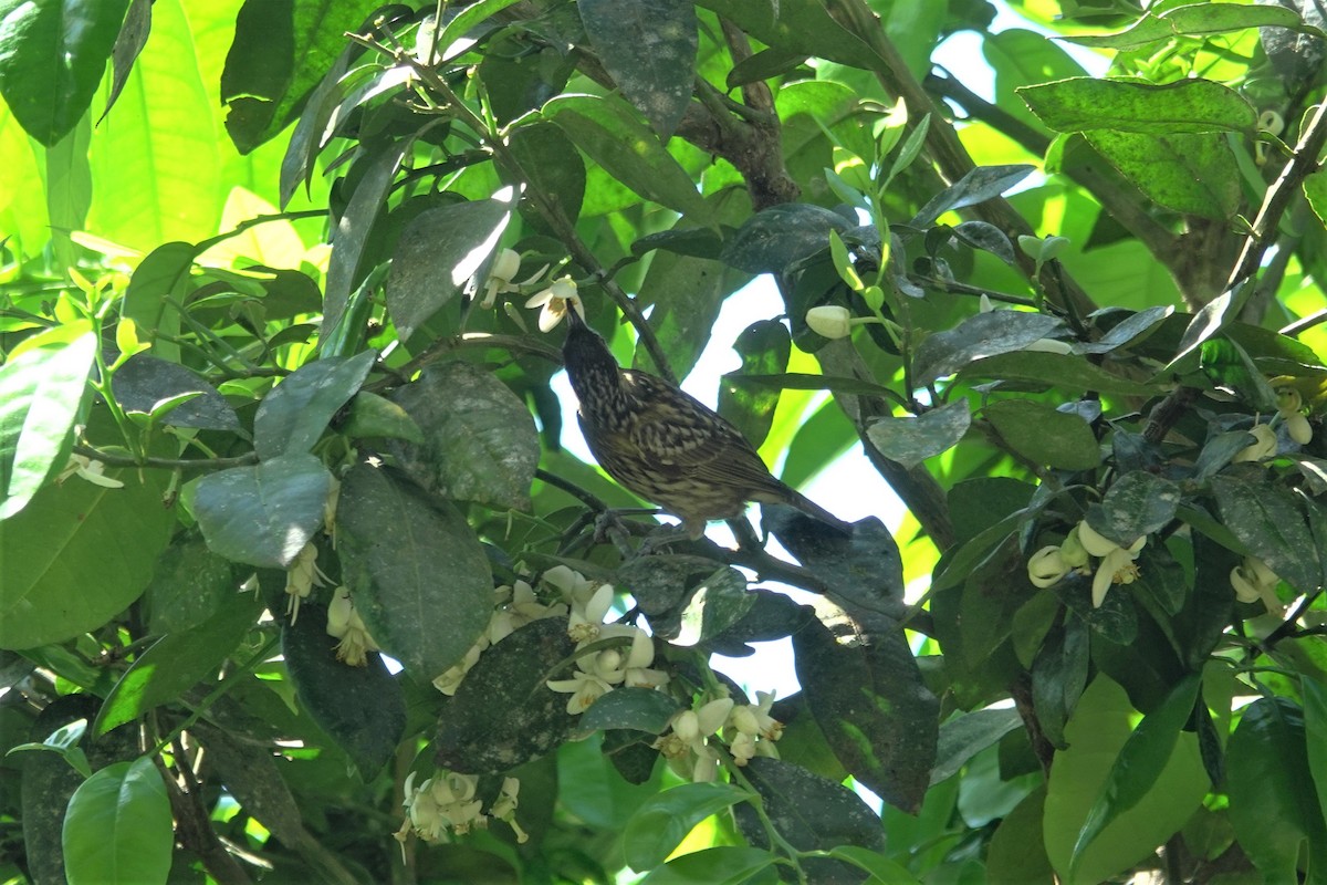 Macleay's Honeyeater - ML623903411