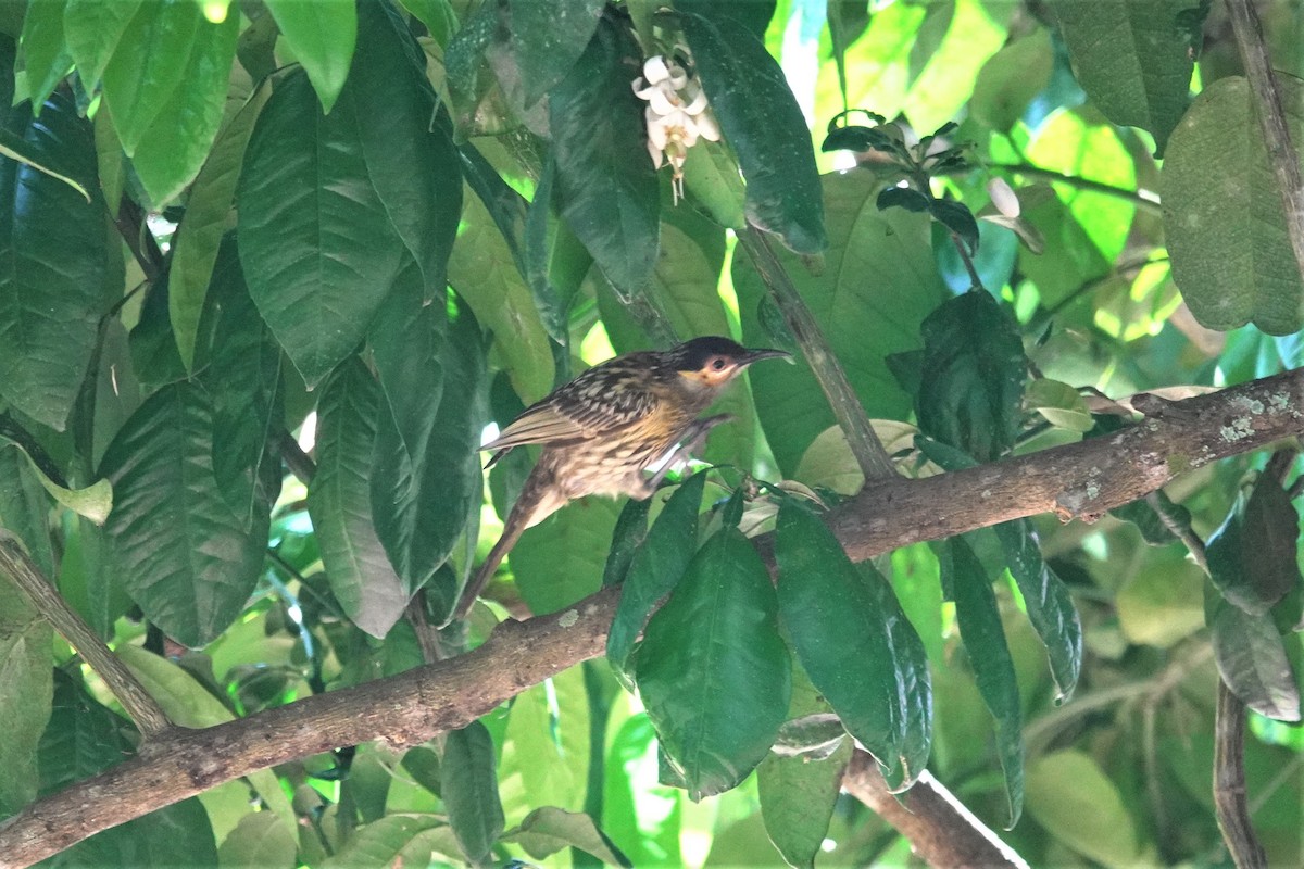 Macleay's Honeyeater - ML623903412