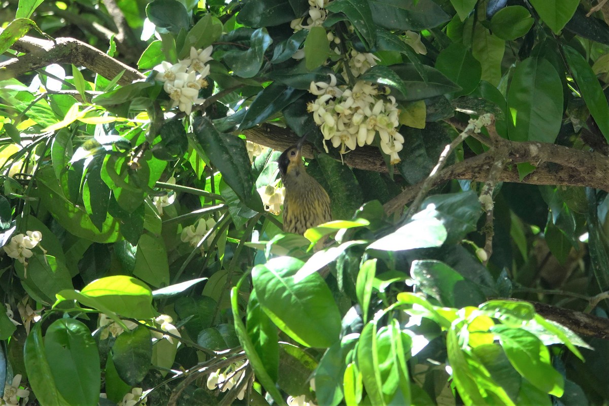 Macleay's Honeyeater - ML623903413