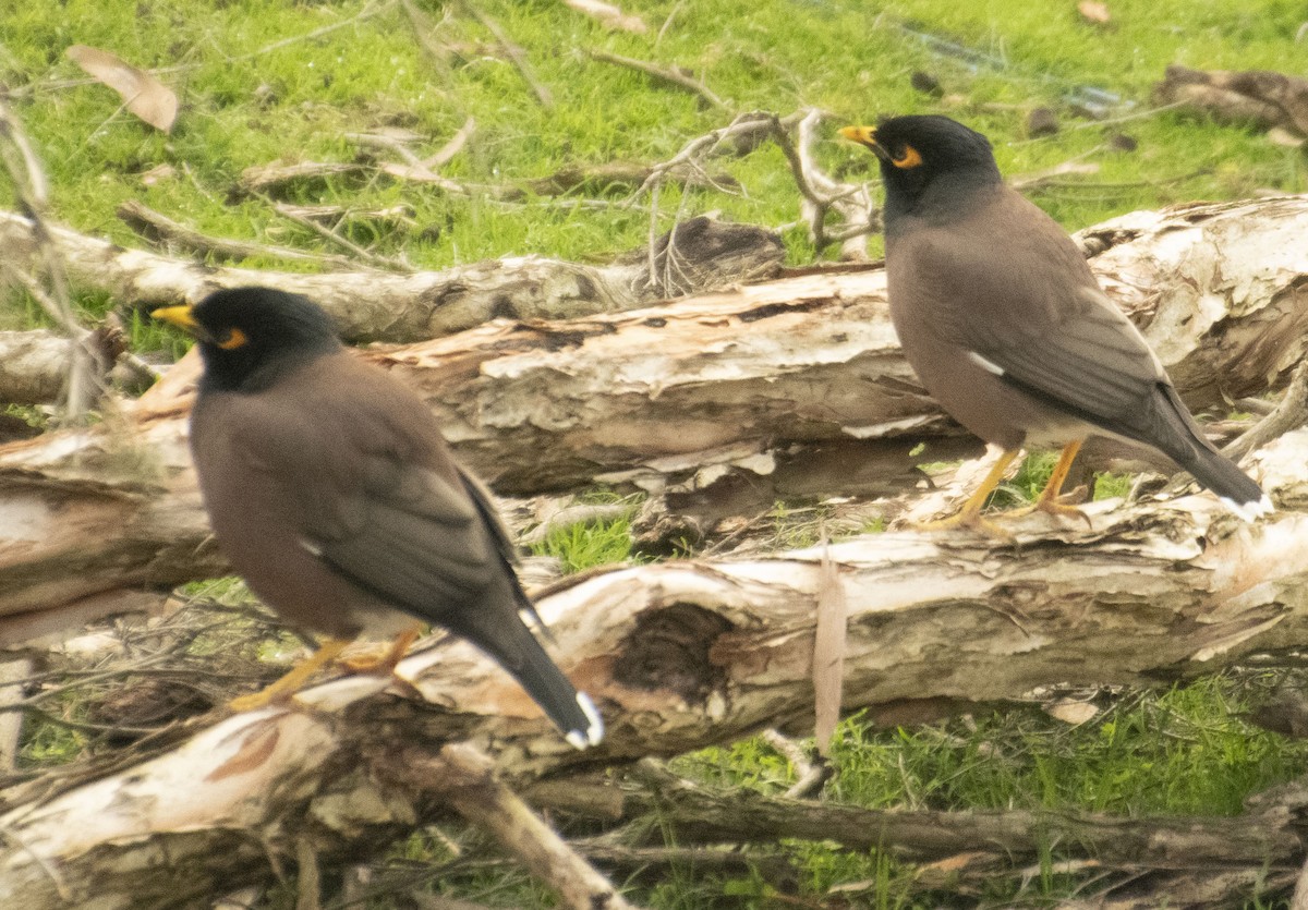 Common Myna - ML623903421