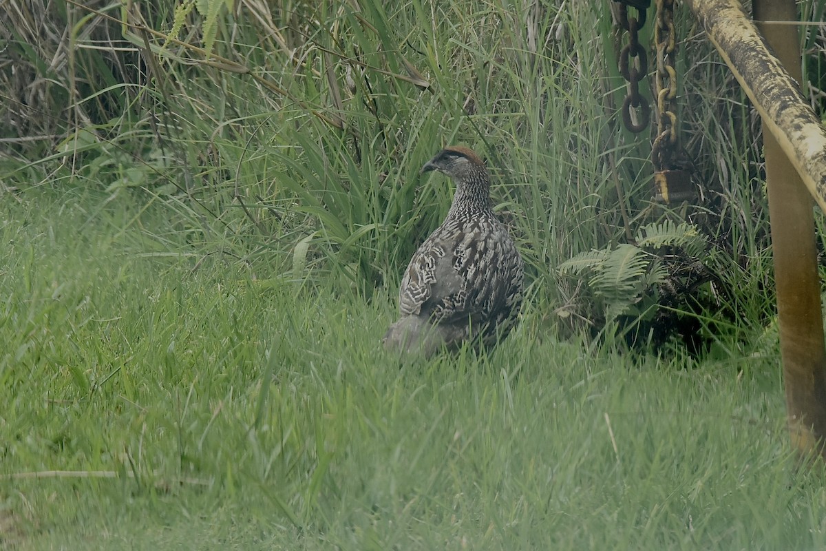 Erckel's Spurfowl - ML623903432