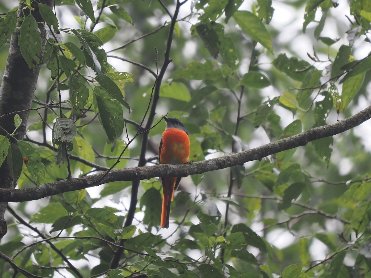 Minivet mandarin (groupe solaris) - ML623903437