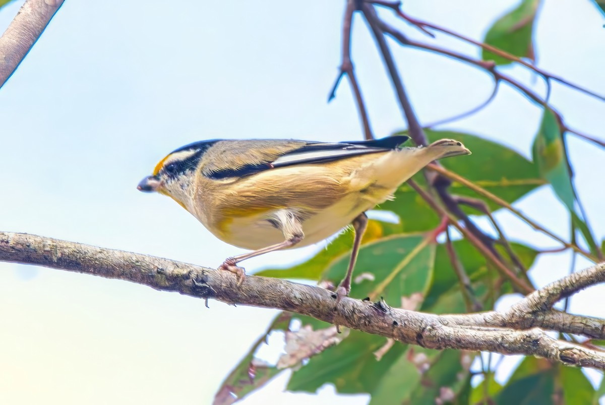 Striated Pardalote (Black-headed) - ML623903489