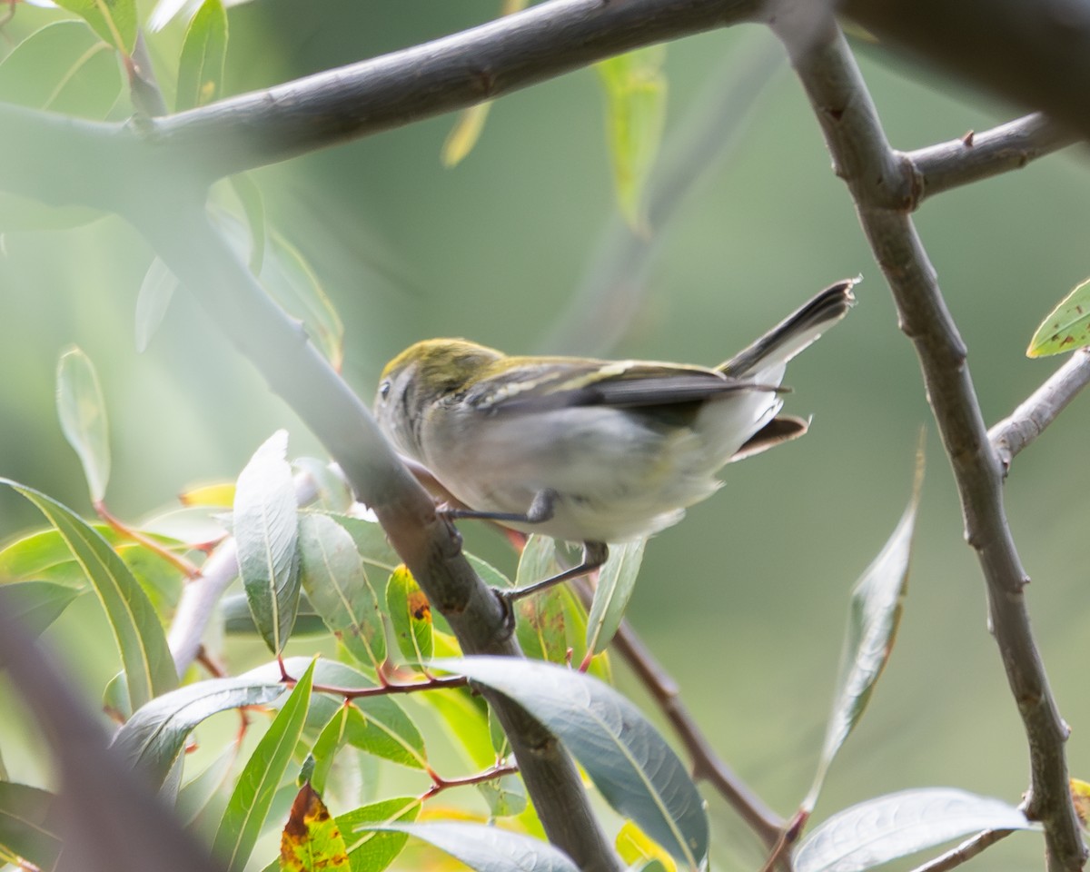 Chestnut-sided Warbler - Julian Johnson