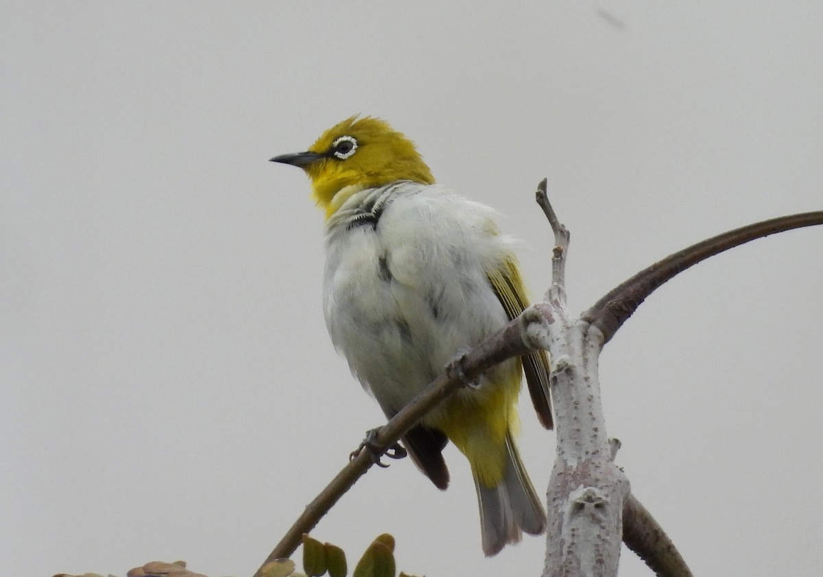 Indian White-eye - ML623903500