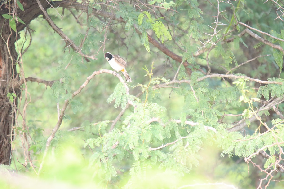 White-eared Bulbul - ML623903508