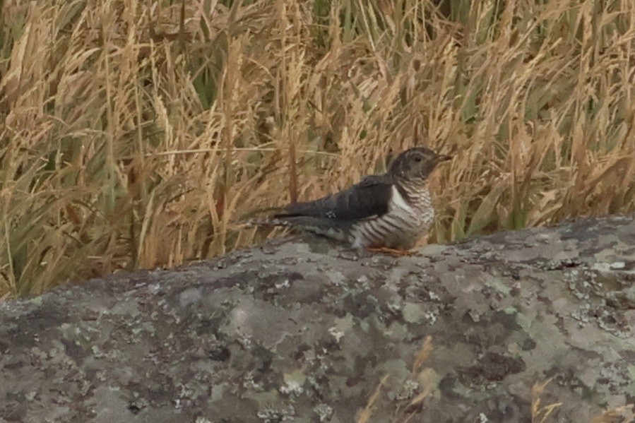 Oriental Cuckoo - ML623903515