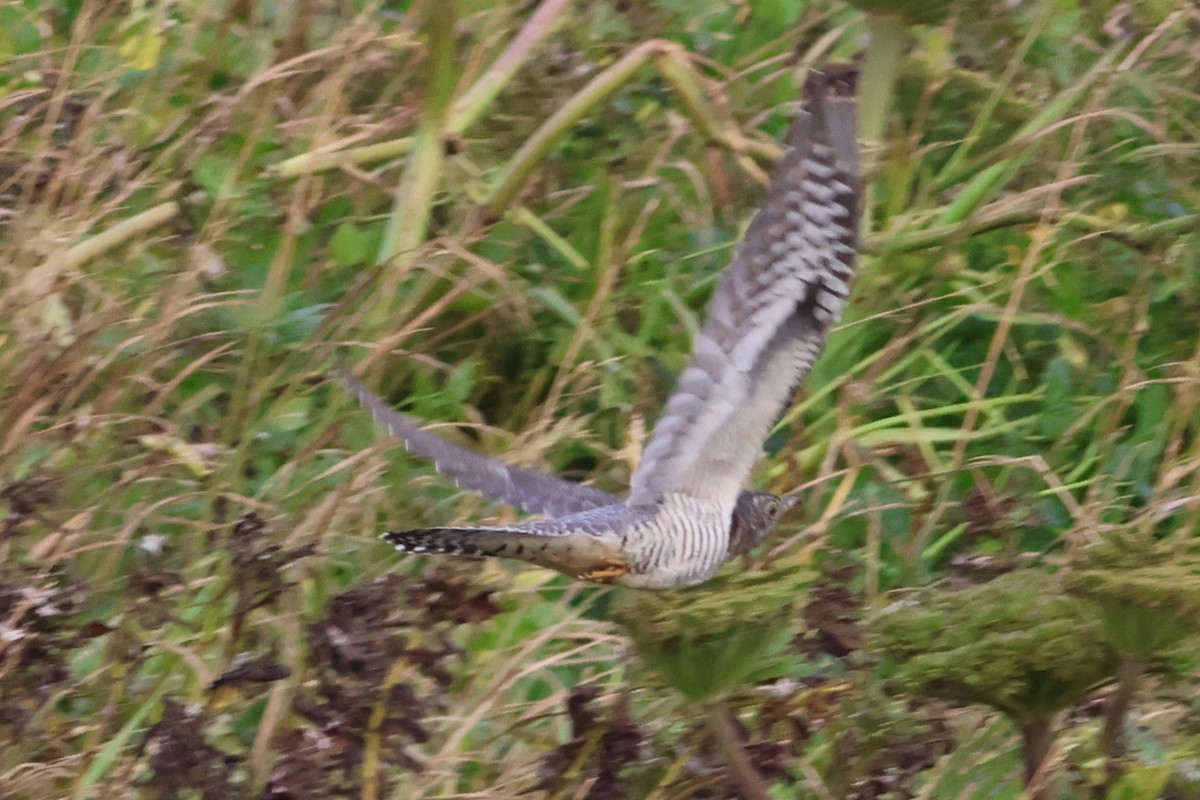 Oriental Cuckoo - ML623903521