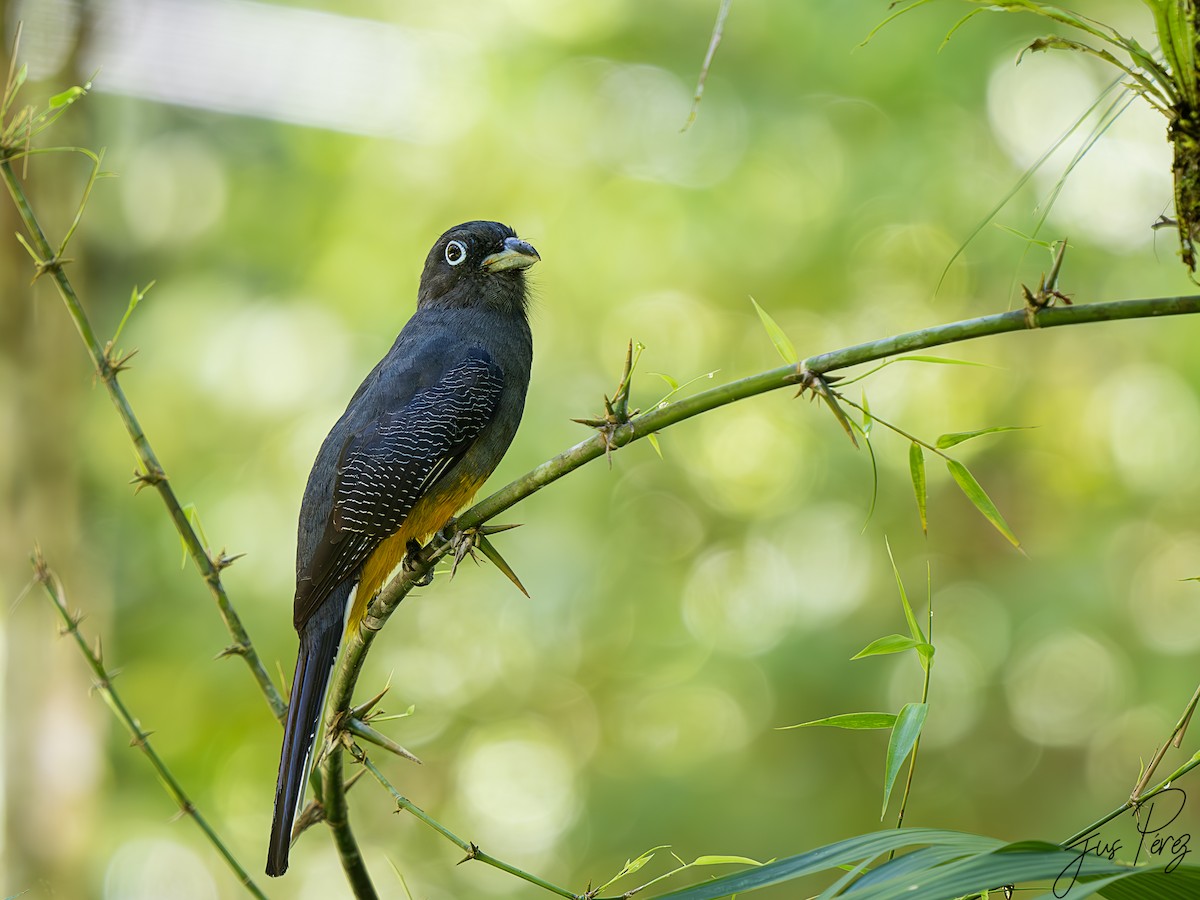 Ak Kuyruklu Trogon - ML623903539