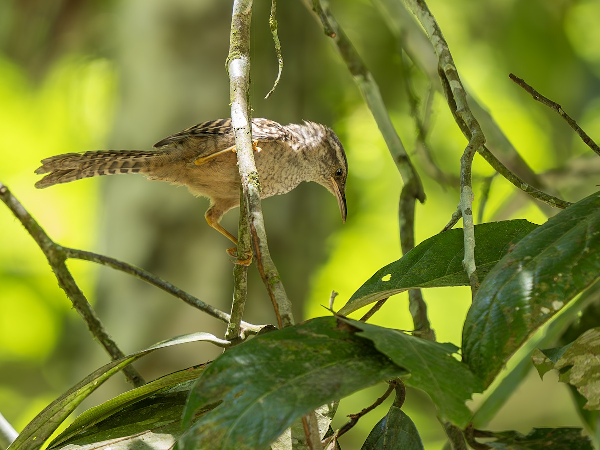 Band-backed Wren - ML623903549