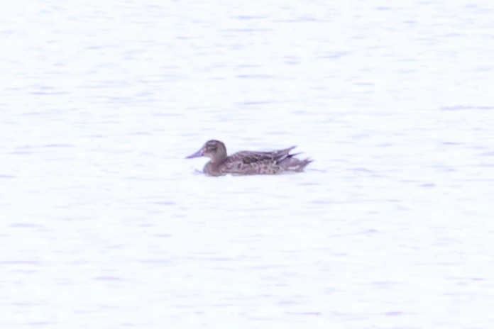 Garganey - John Diener