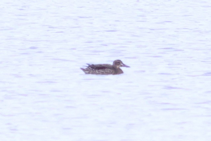 Garganey - ML623903551