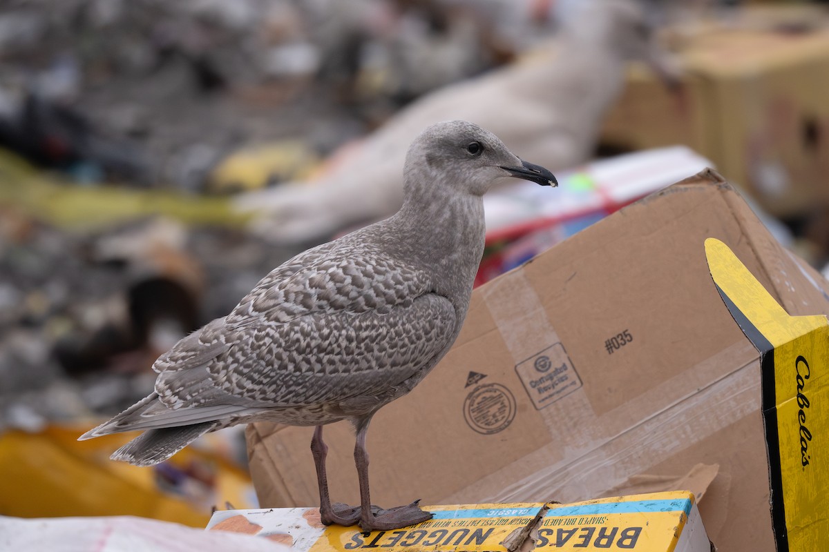 Glaucous-winged Gull - ML623903562