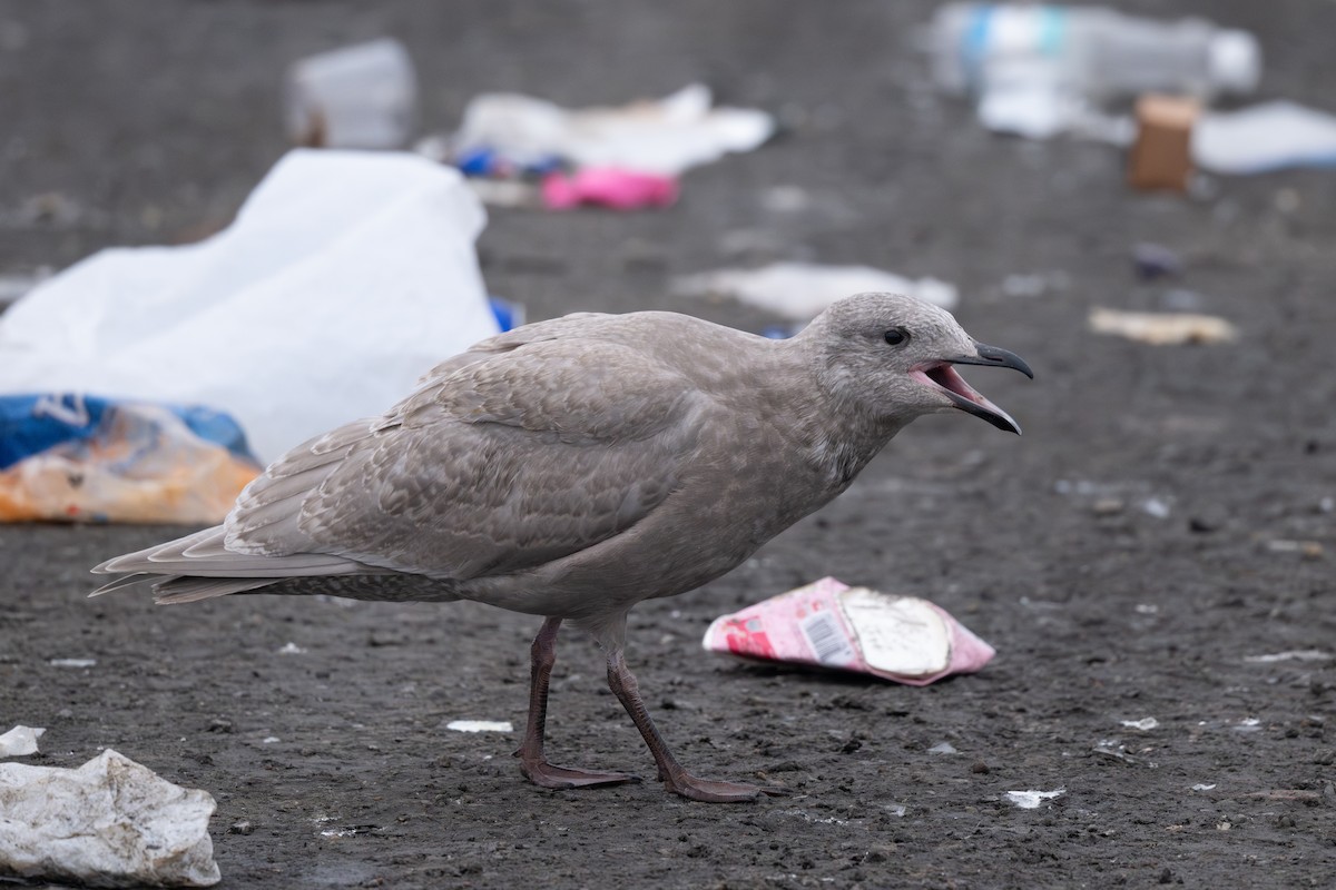 Glaucous-winged Gull - ML623903563