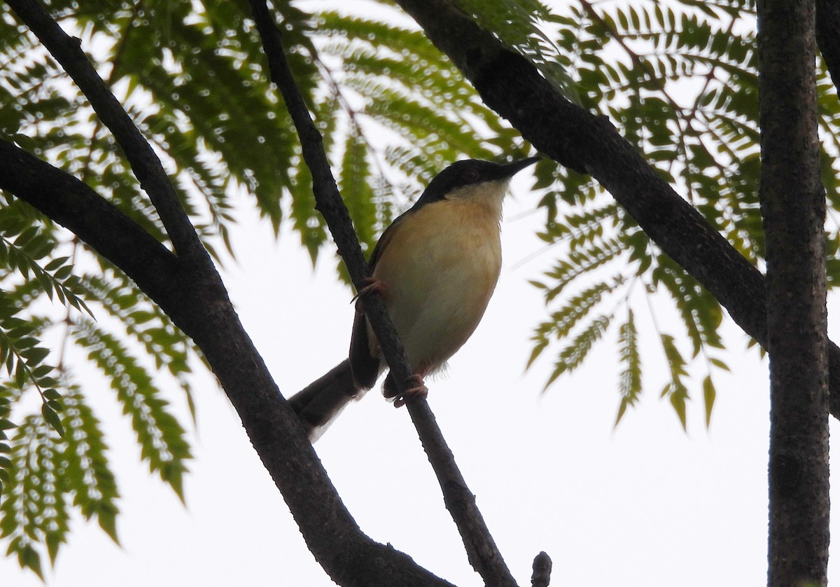 Ashy Prinia - ML623903589