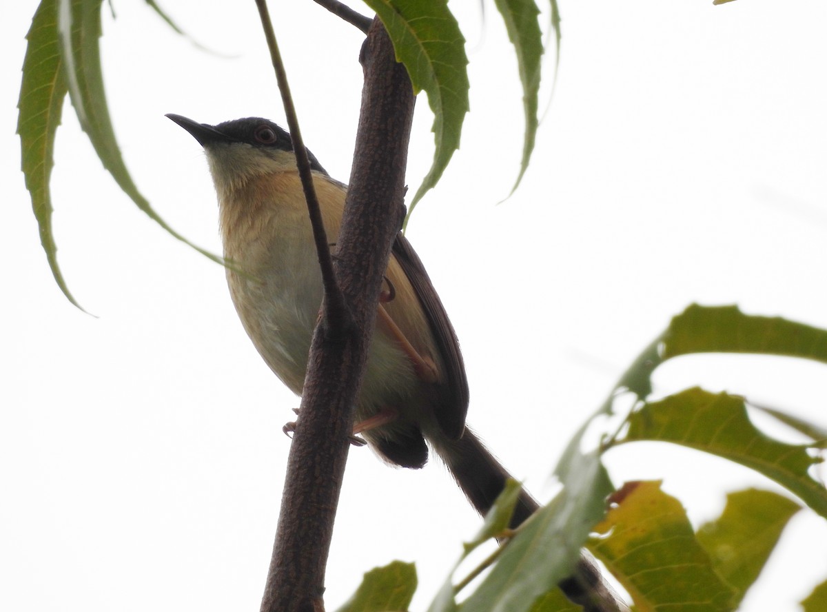 Ashy Prinia - ML623903590