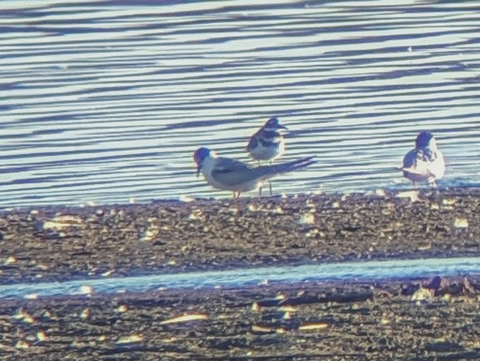 Common Tern - ML623903595