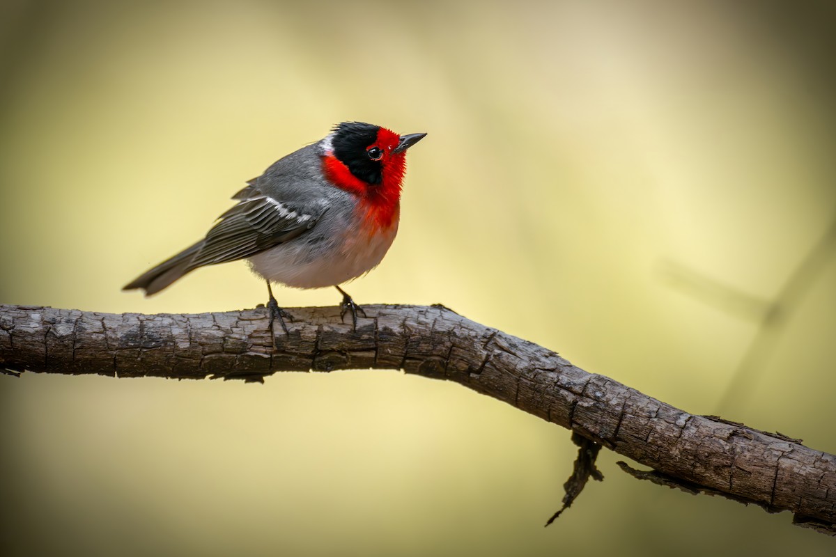 Red-faced Warbler - ML623903597