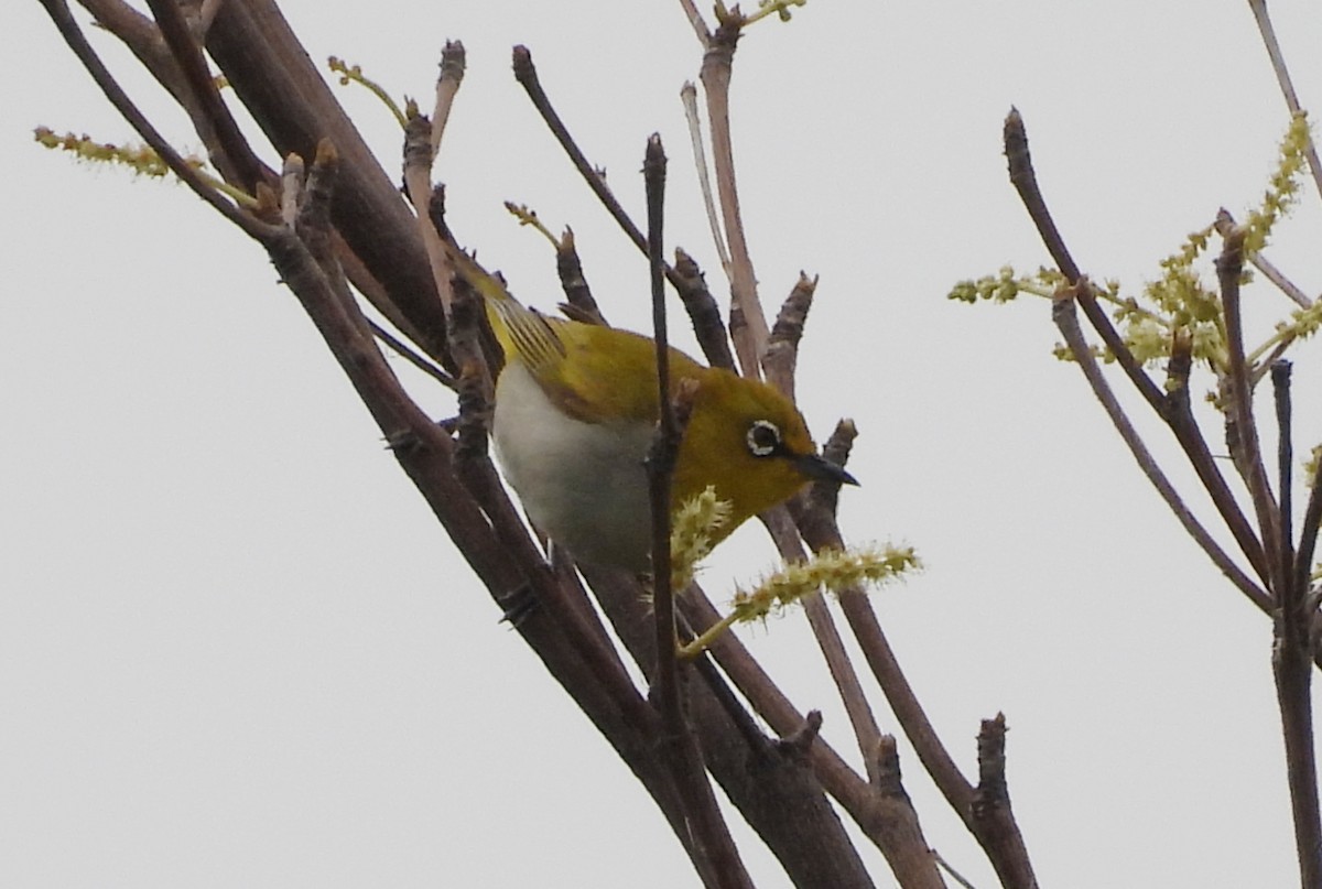 Indian White-eye - ML623903605