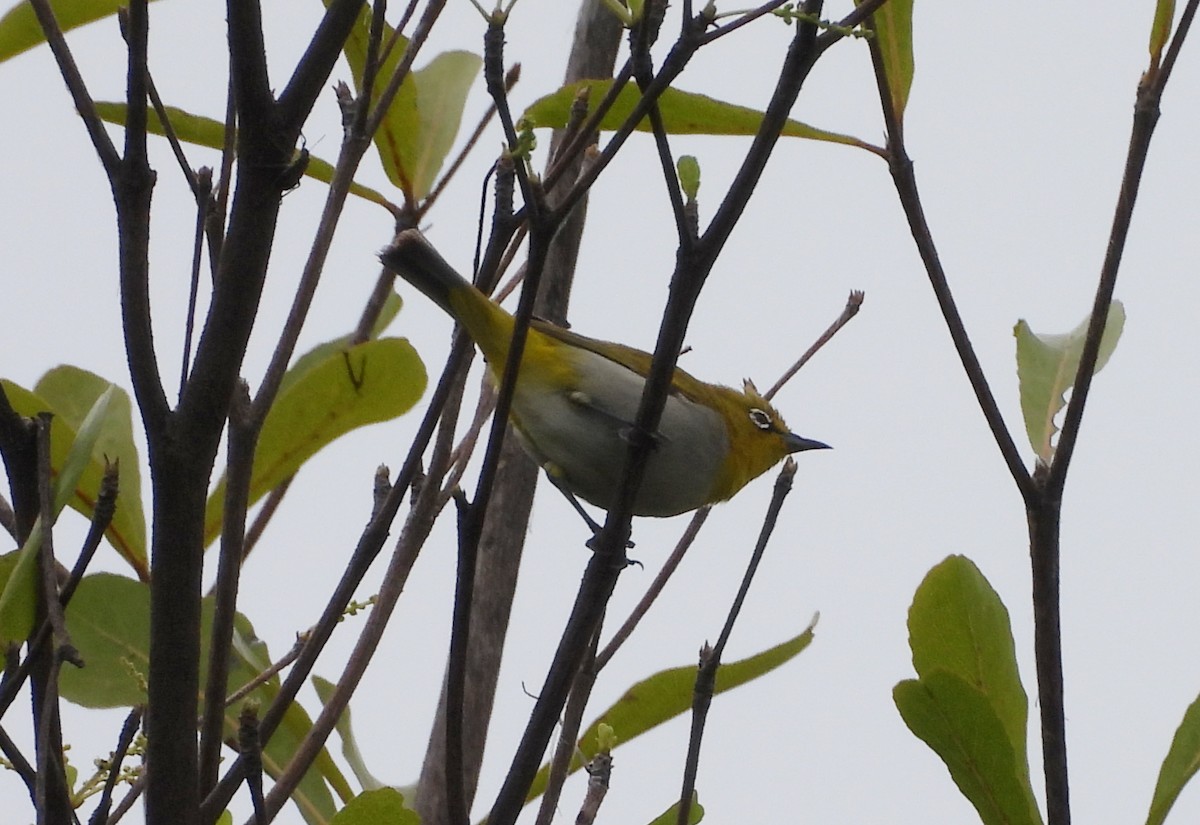 Indian White-eye - ML623903606