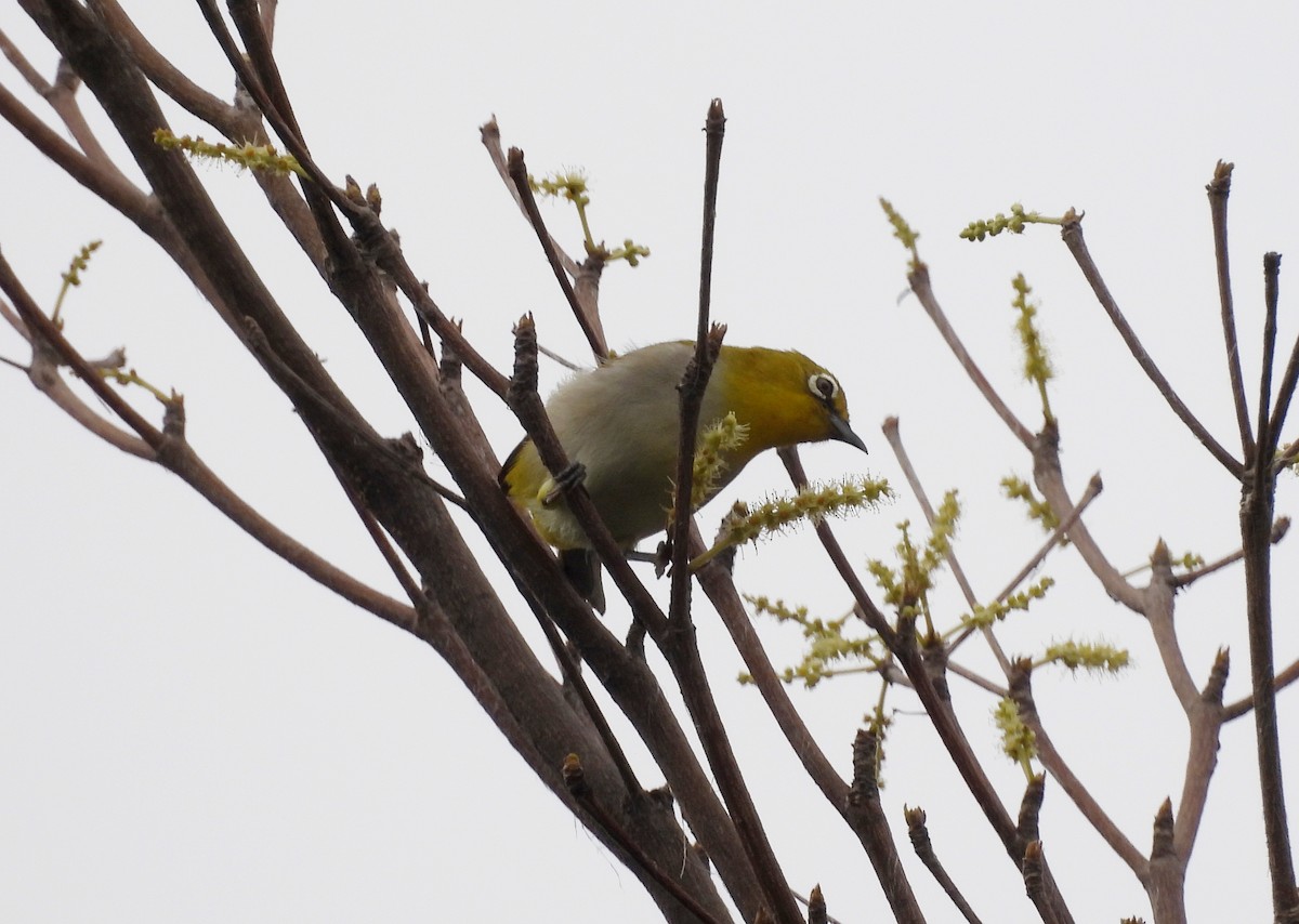 Indian White-eye - Manju Sinha