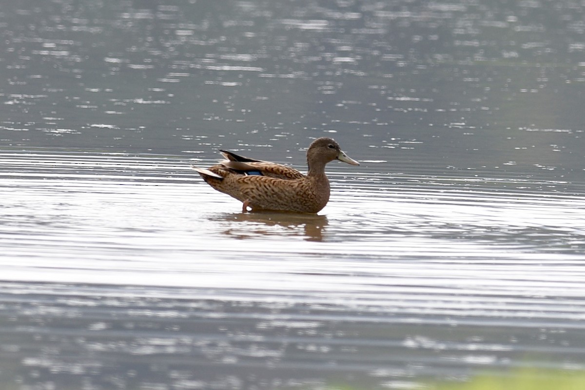 Hawaiian Duck - ML623903609