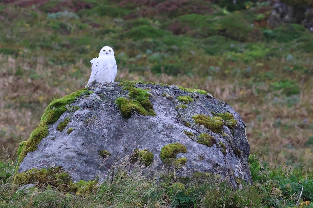 Snowy Owl - ML623903613