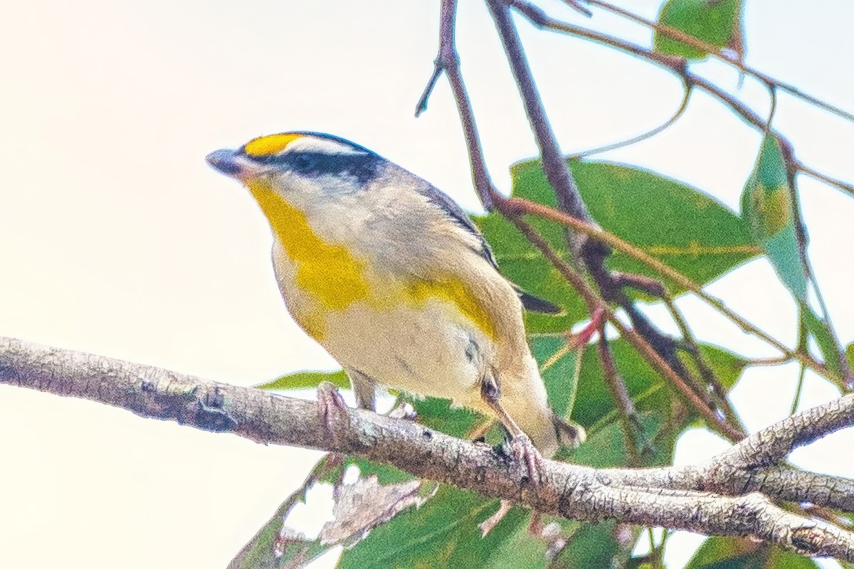 Striated Pardalote (Black-headed) - ML623903630