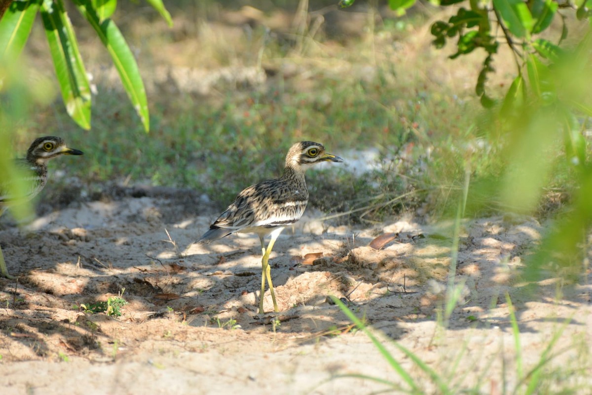 Indian Thick-knee - ML623903637