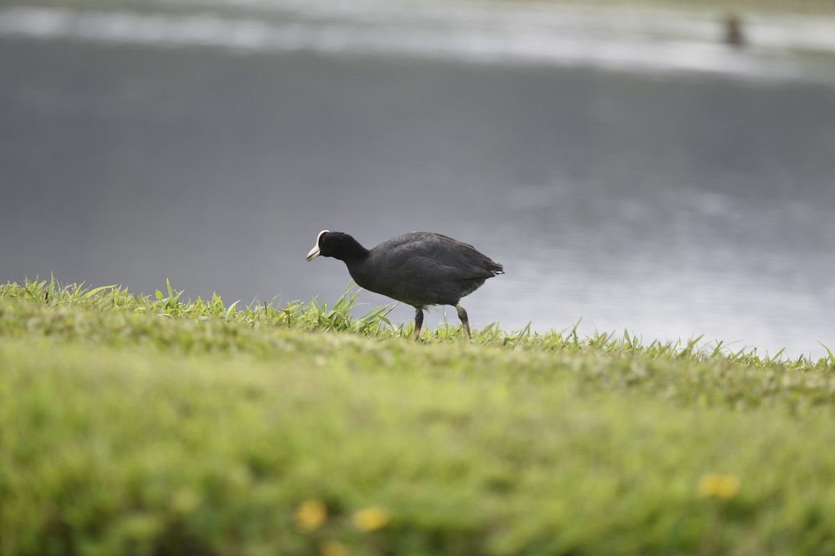 Hawaiian Coot - ML623903638