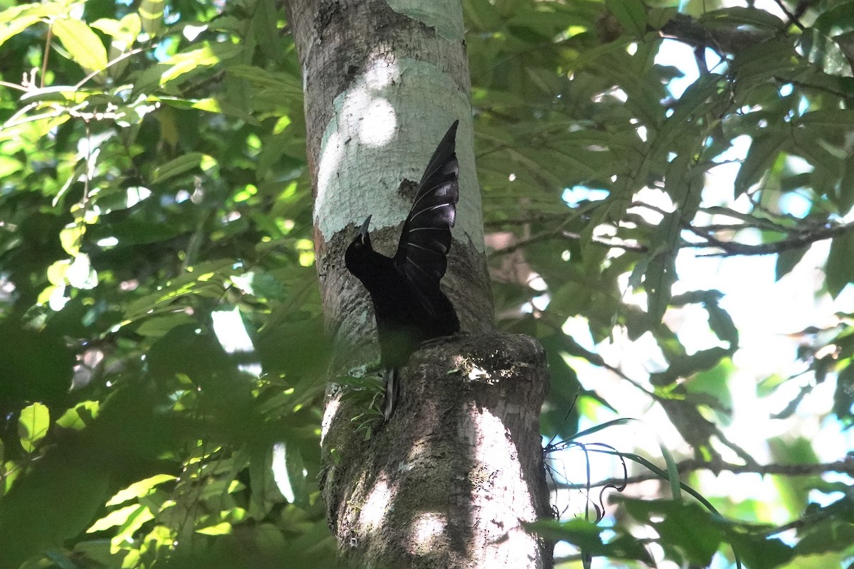 Victoria's Riflebird - ML623903649