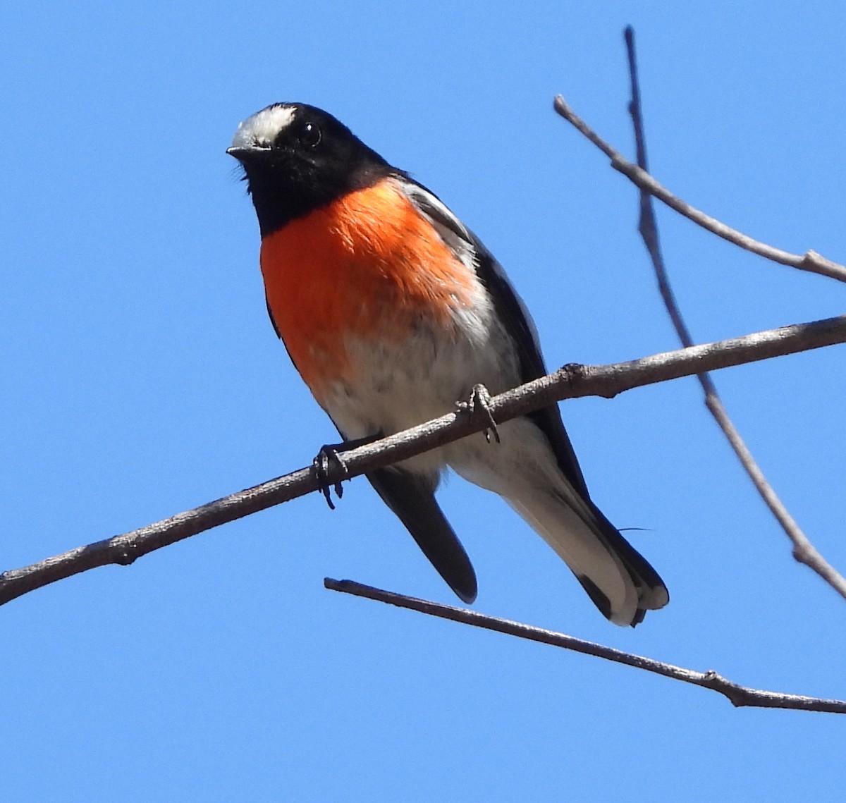 Scarlet Robin - ML623903652