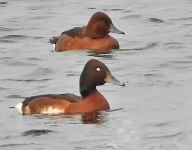 Ferruginous Duck/Baer's Pochard - ML623903676