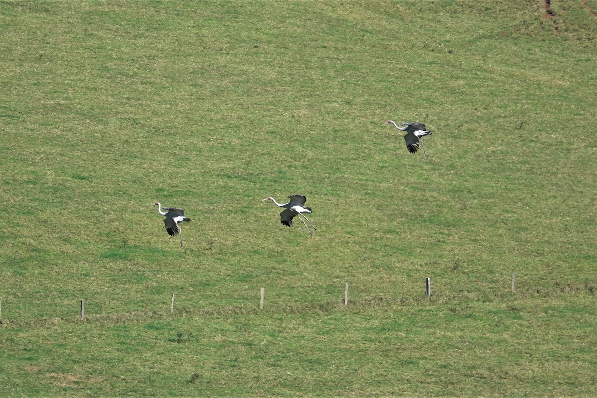 Brolga - Cynthia Su