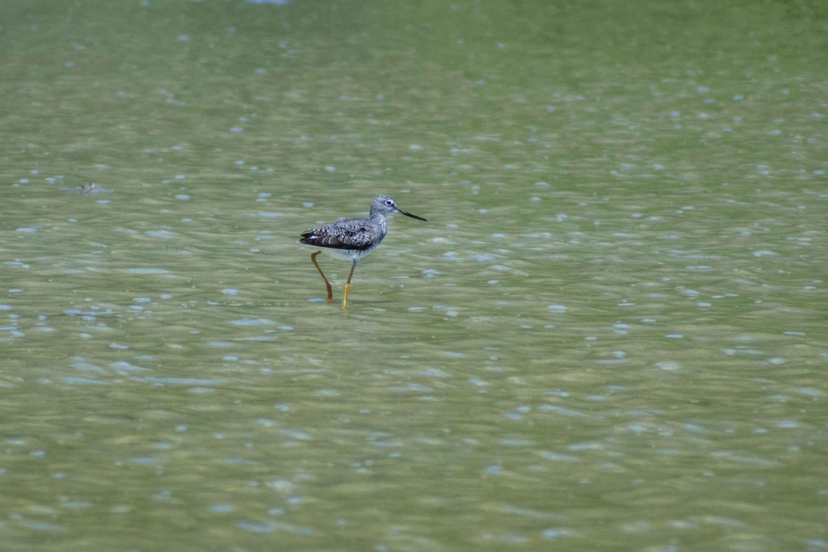 Greater Yellowlegs - ML623903699