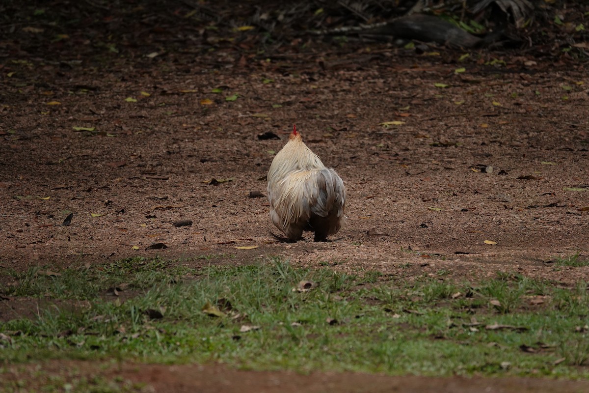 Red Junglefowl (Domestic type) - ML623903701